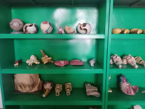 医学标本